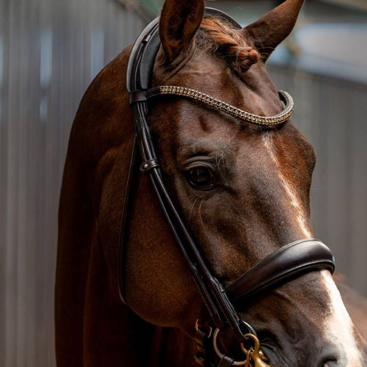 Kandarhoofdstel Isabell Werth Bella Rose Bruin in de groep Paardenuitrusting / Hoofdstellen & Frontriemen / Kandare & Dressuurhoofdstel bij Equinest (1000937BR_r)