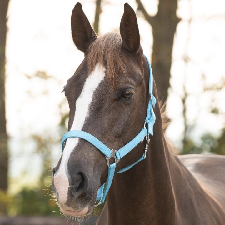 Halster Slide Lichtblauw in de groep Paardenuitrusting / Halsters / Stof- & Nylon Halsters bij Equinest (1040SK1LBL_r)