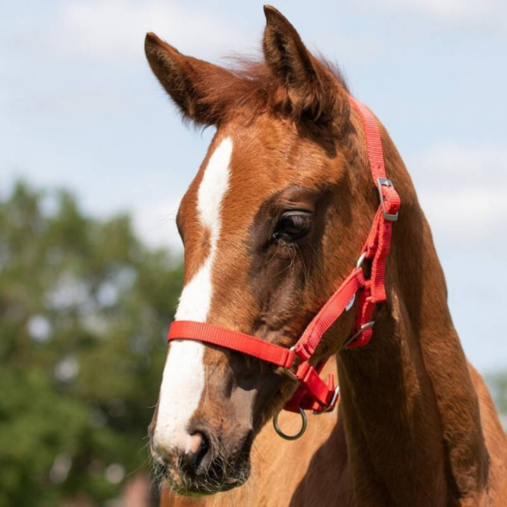Veulenhalster Adjustable Rood in de groep Paardenuitrusting / Halsters / Veulen Halters bij Equinest (1047ROV1RE_r)