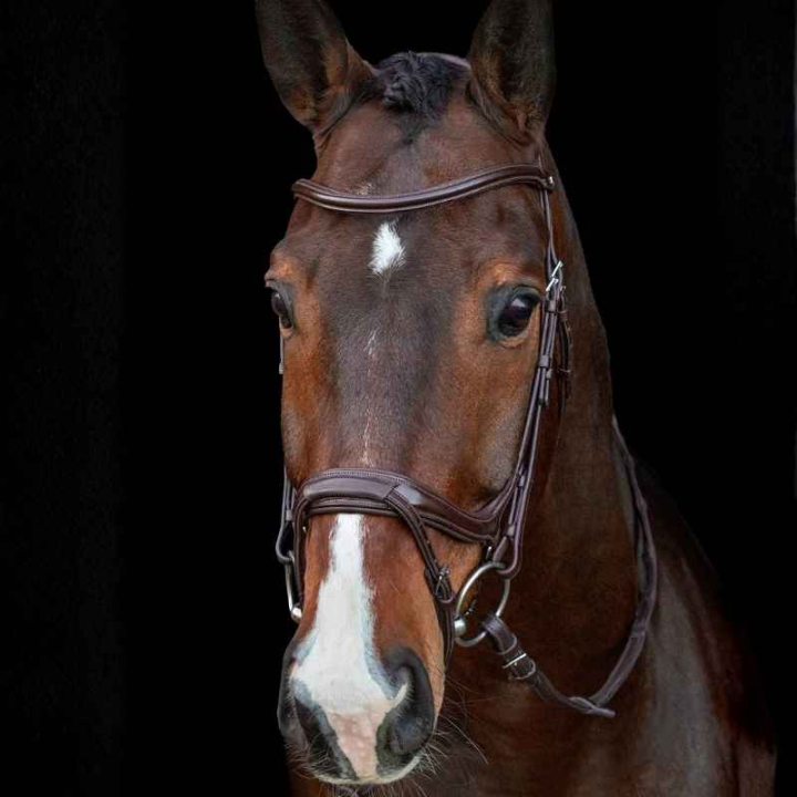 Hoofdstel Ancona Select Bruin in de groep Paardenuitrusting / Hoofdstellen & Frontriemen / Hoofdstel bij Equinest (1101000733BR_r)