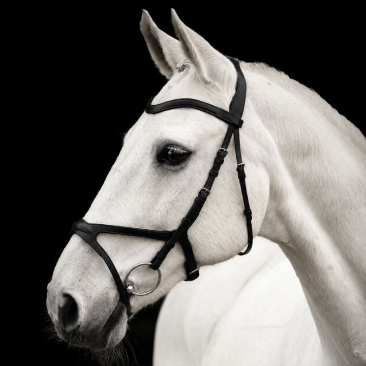 Hoofdstel Arthur Zwart in de groep Paardenuitrusting / Hoofdstellen & Frontriemen / Hoofdstel bij Equinest (201312Sv_r)