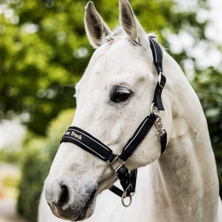 Halster Werano Reflex Zwart in de groep Paardenuitrusting / Halsters / Stof- & Nylon Halsters bij Equinest (20689000BA_r)