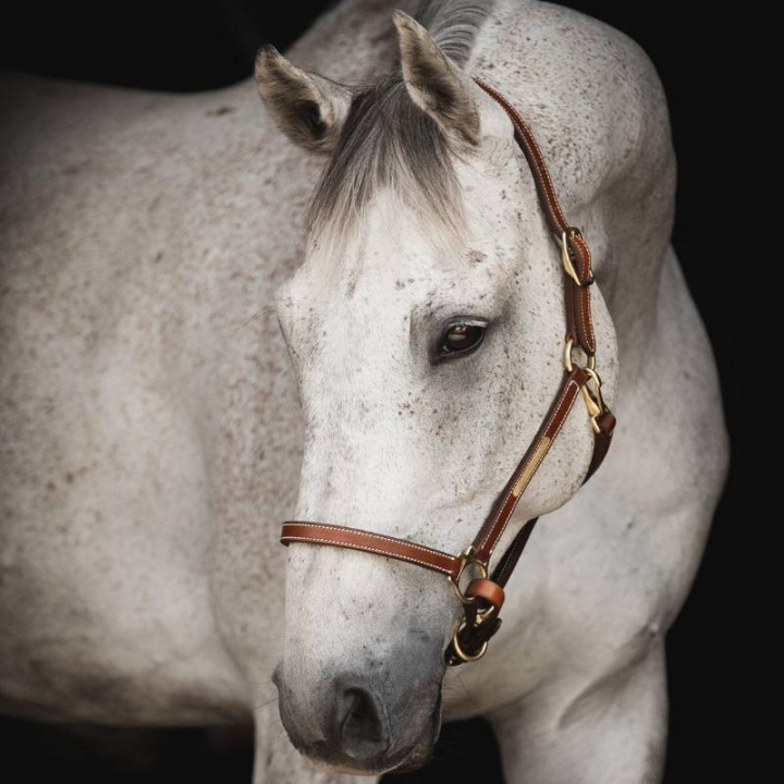 Leren halster Track Supreme Bruin in de groep Paardenuitrusting / Halsters / Leren Halsters bij Equinest (244151BR_r)