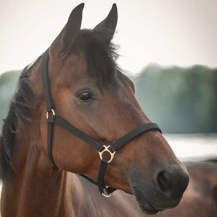 Halster Track Zwart in de groep Paardenuitrusting / Halsters / Stof- & Nylon Halsters bij Equinest (245716BA_r)