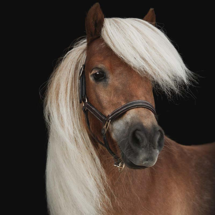 Veulenhalster Läder Basic Donkerbruin in de groep Paardenuitrusting / Halsters / Veulen Halters bij Equinest (249360DBR_r)