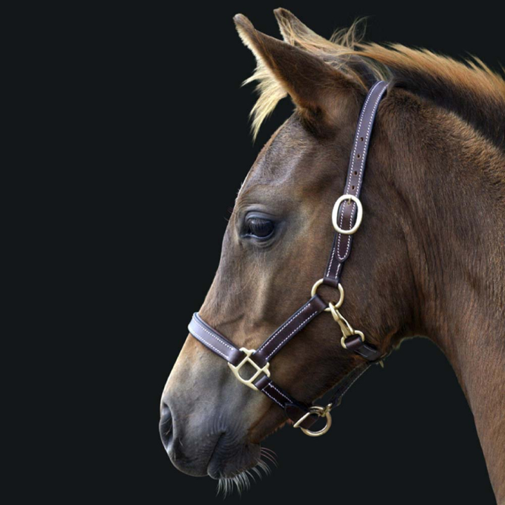 Veulenhalster Läder Basic Donkerbruin in de groep Paardenuitrusting / Halsters / Veulen Halters bij Equinest (249360DBR_r)