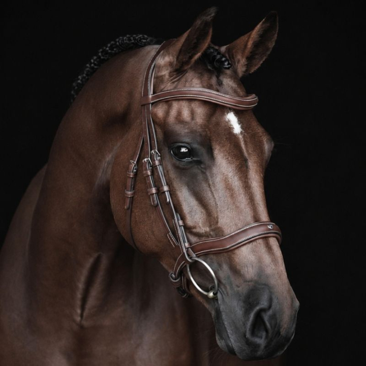 Anatomisch hoofdstel Eccelente Bruin in de groep Paardenuitrusting / Hoofdstellen & Frontriemen / Hoofdstel bij Equinest (260653BR_r)