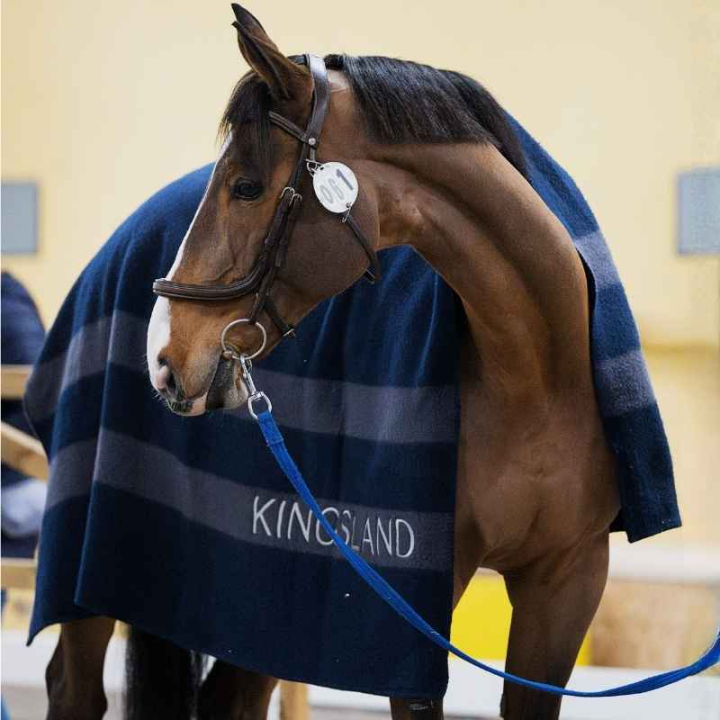 Wollen deken Classic Marineblauw in de groep Paardendekens / Wollen Dekens bij Equinest (3156260202031NA)