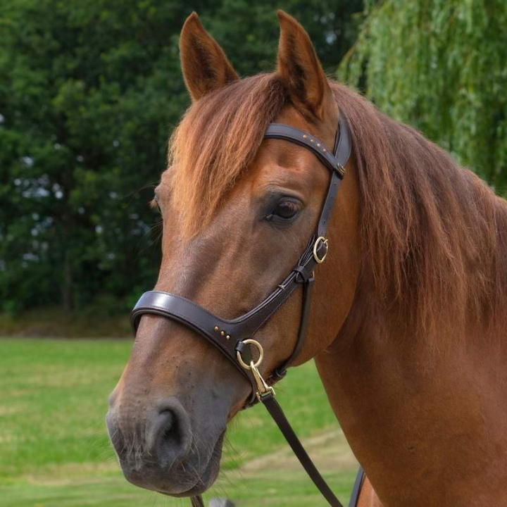 Bitloos Hoofdstel Glory Sidepull Bruin in de groep Paardenuitrusting / Hoofdstellen & Frontriemen / Hackamore & Bitloze Hoofdstellen bij Equinest (3331081718BR_r)
