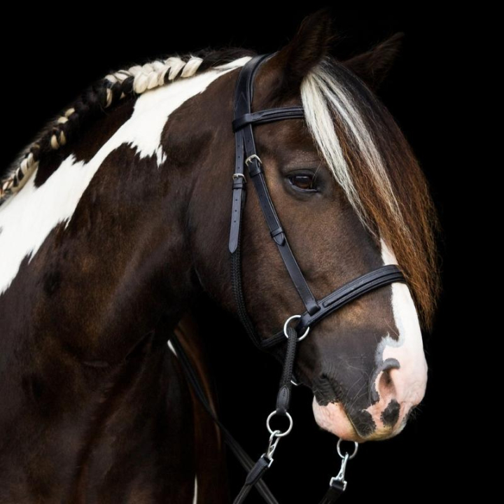 Bitloos Hoofdstel Dietsji Cross-Under Zwart in de groep Paardenuitrusting / Hoofdstellen & Frontriemen / Hackamore & Bitloze Hoofdstellen bij Equinest (3351221717BA_r)