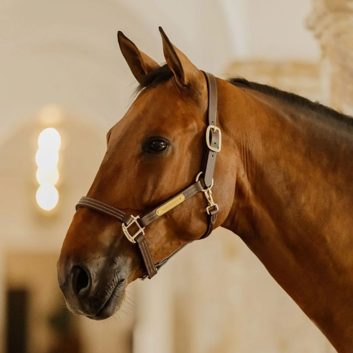Leren halster Artificial Wellington Bruin in de groep Paardenuitrusting / Halsters / Leren Halsters bij Equinest (4250705COBBR_r)