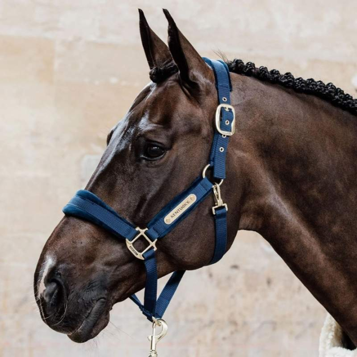 Halster Velvet Marineblauw in de groep Paardenuitrusting / Halsters / Stof- & Nylon Halsters bij Equinest (4255803COBNA_r)