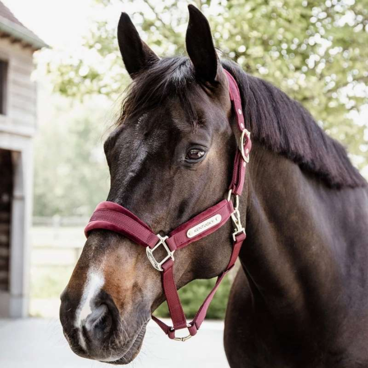 Halster Velvet Bordeaux in de groep Paardenuitrusting / Halsters / Stof- & Nylon Halsters bij Equinest (4255817COBWN_r)