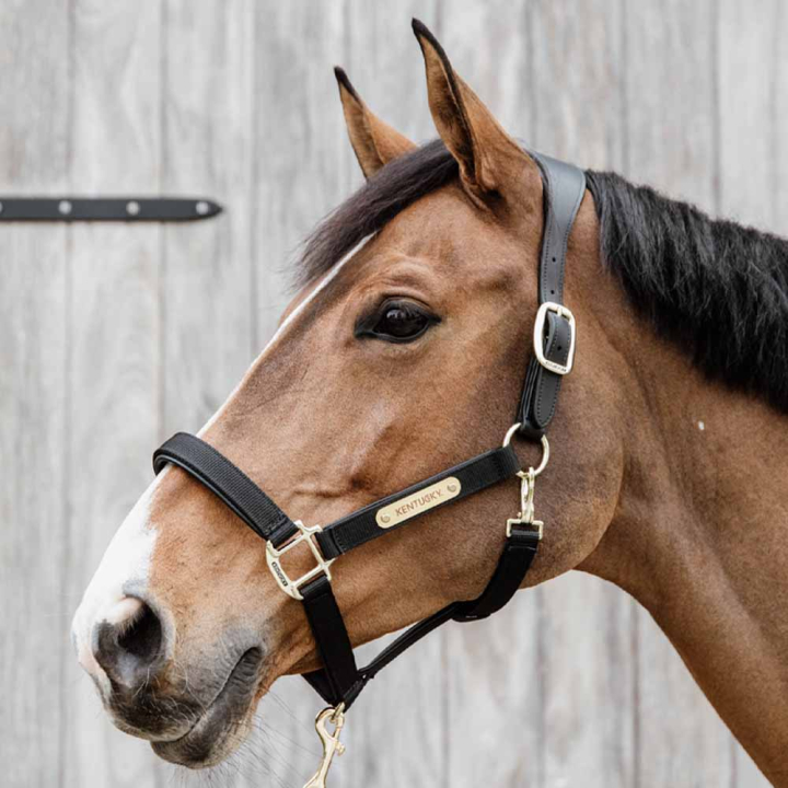 Halster Anatomic Nylon Zwart in de groep Paardenuitrusting / Halsters / Stof- & Nylon Halsters bij Equinest (4256001COBBA_r)
