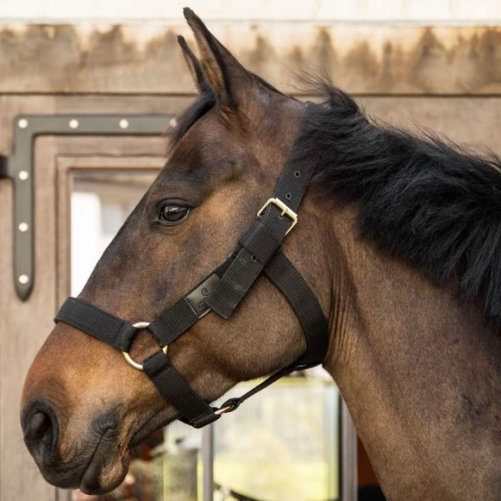 Halster Heavy Duty Zwart in de groep Paardenuitrusting / Halsters / Stof- & Nylon Halsters bij Equinest (4269001COBBA_r)