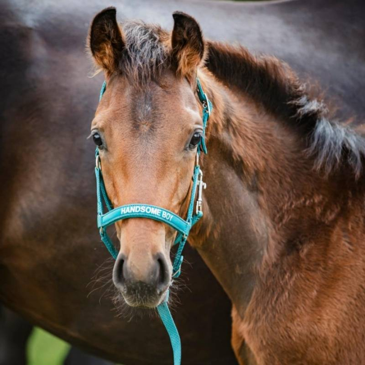 Veulenhalster Malva HG Turkoois in de groep Paardenuitrusting / Halsters / Veulen Halters bij Equinest (50498050138TU_r)