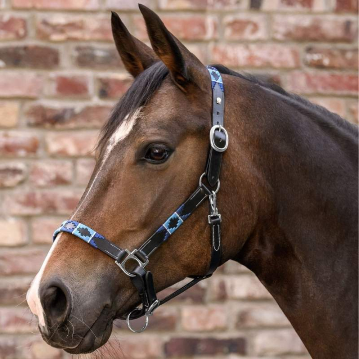 Leren halster Polo X-Line Zwart/Blauw in de groep Paardenuitrusting / Halsters / Leren Halsters bij Equinest (5050701PBABL_r)