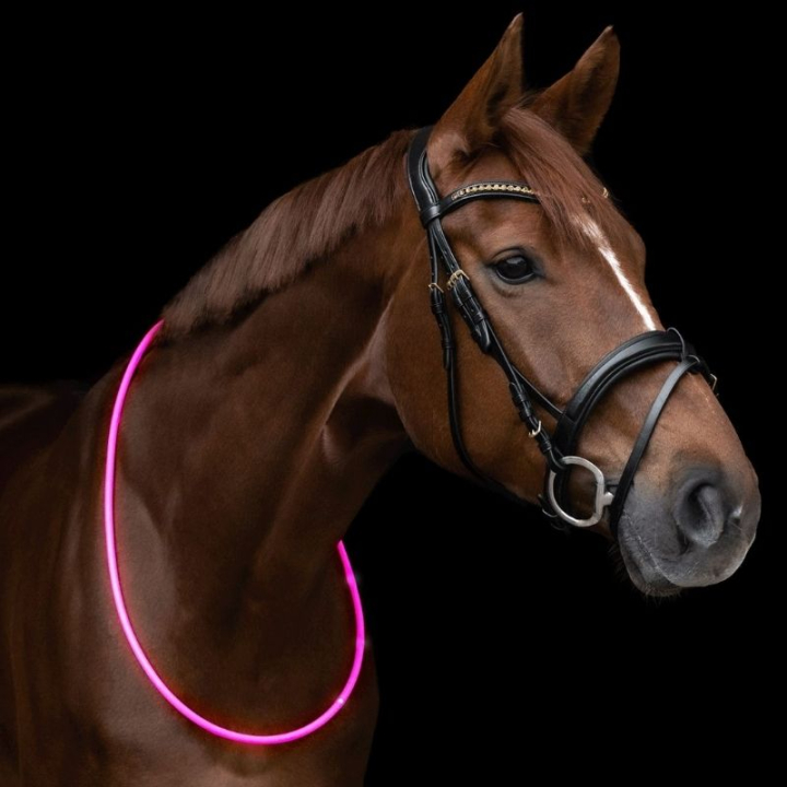 Halsring LED Light Roze in de groep Rijuitrusting / Reflectoren bij Equinest (5733431PI)