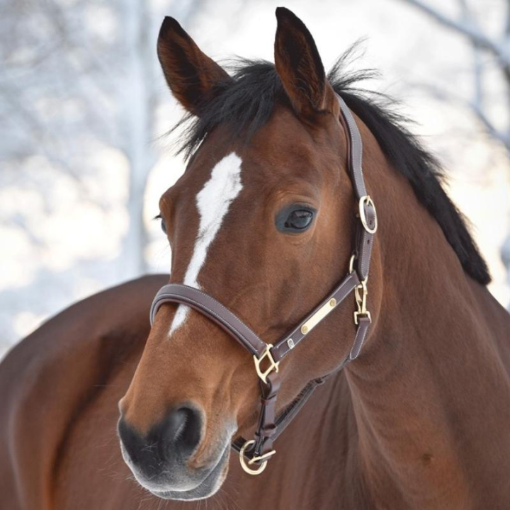 Lederen Halster E-logo Bruin/Messing in de groep Paardenuitrusting / Halsters / Leren Halsters bij Equinest (607001000303BR)