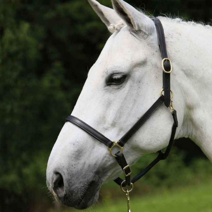 Leren halster Robust Zwart in de groep Paardenuitrusting / Halsters / Leren Halsters bij Equinest (808401POBA_r)