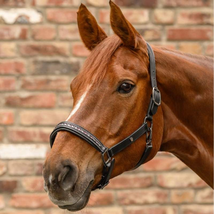 Leren halster Crystal X-Line Zwart/Roze in de groep Paardenuitrusting / Halsters / Leren Halsters bij Equinest (9580994PBAPI_r)