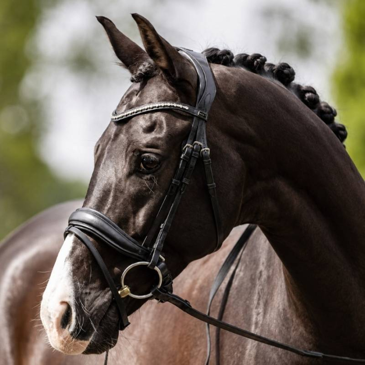 Anatomisch Dressuurhoofdstel Comfort Fit Pullback met Teugels Zwart in de groep Paardenuitrusting / Hoofdstellen & Frontriemen / Kandare & Dressuurhoofdstel bij Equinest (A18013BA)