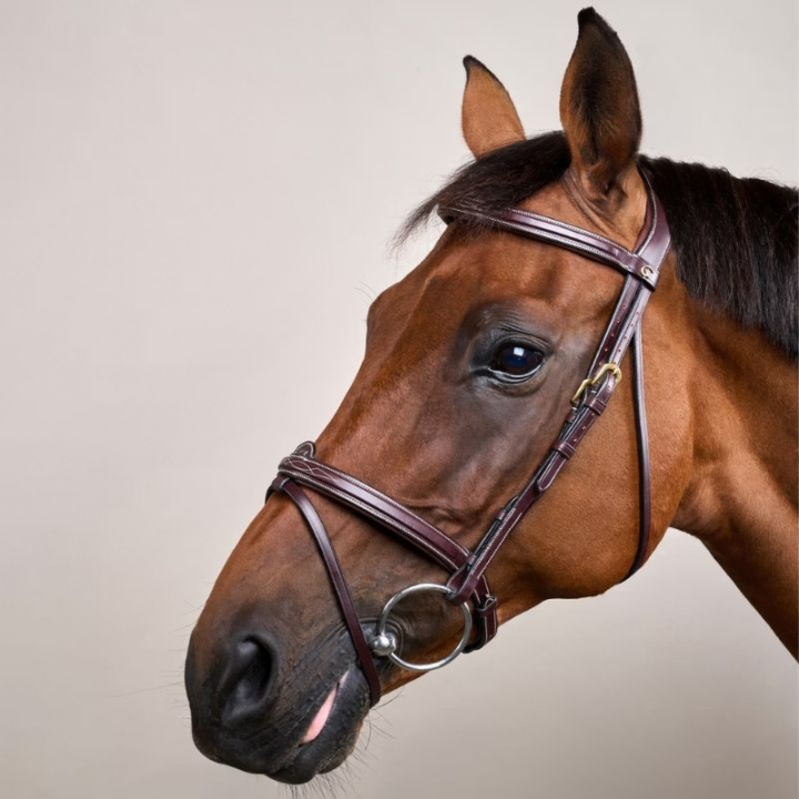 Hoofdstel Verhoogd Gecombineerd Hoofdstel DC Bruin in de groep Paardenuitrusting / Hoofdstellen & Frontriemen / Hoofdstel bij Equinest (DYAAAABr_r)