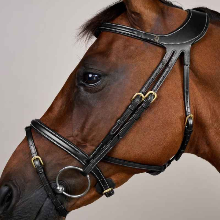 Hoofdstel Difference Dyon Collection Zwart in de groep Paardenuitrusting / Hoofdstellen & Frontriemen / Hoofdstel bij Equinest (DYGXAUBLCBA_r)