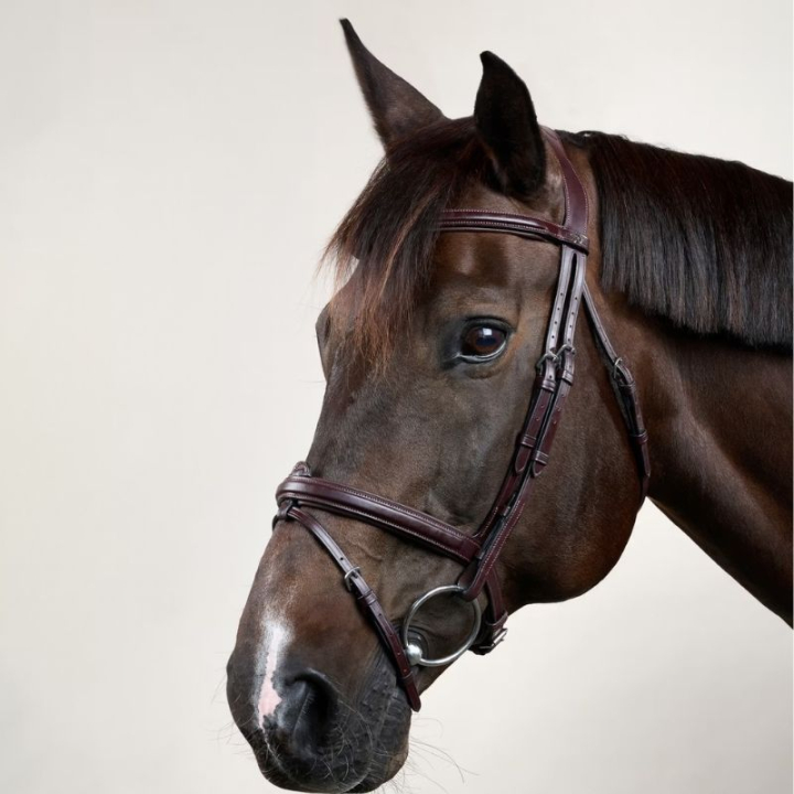 Hoofdstel Verhoogde Gecombineerde Neusriem NE Bruin in de groep Paardenuitrusting / Hoofdstellen & Frontriemen / Hoofdstel bij Equinest (NEAAAABr_r)