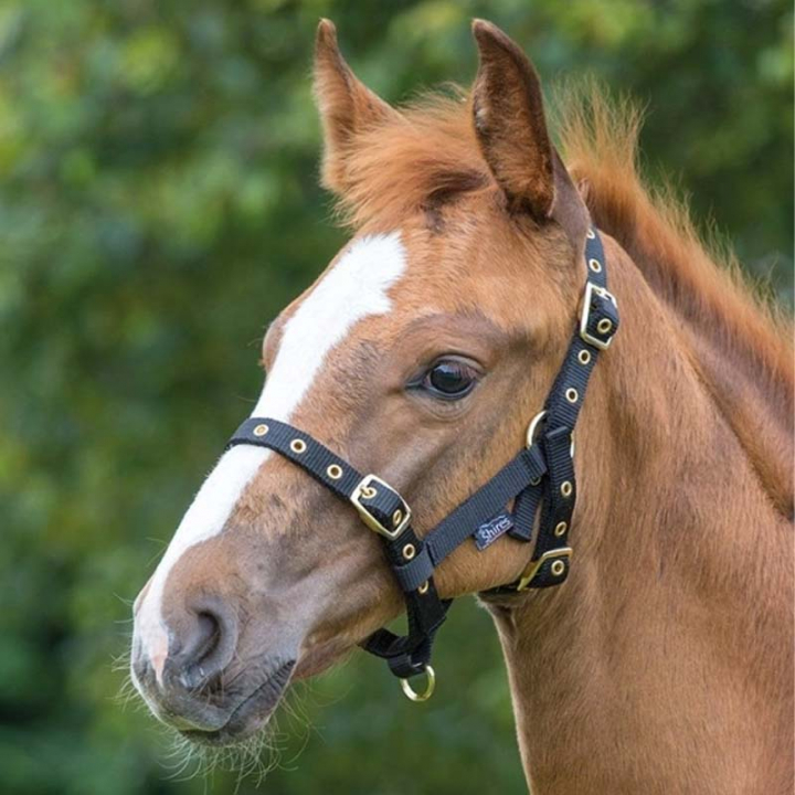 Fokhalster Zwart in de groep Paardenuitrusting / Halsters / Veulen Halters bij Equinest (SH381SV)