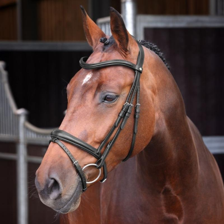 Hoofdstel LUSSO Elite Zwart in de groep Paardenuitrusting / Hoofdstellen & Frontriemen / Hoofdstel bij Equinest (SH514701BA_r)