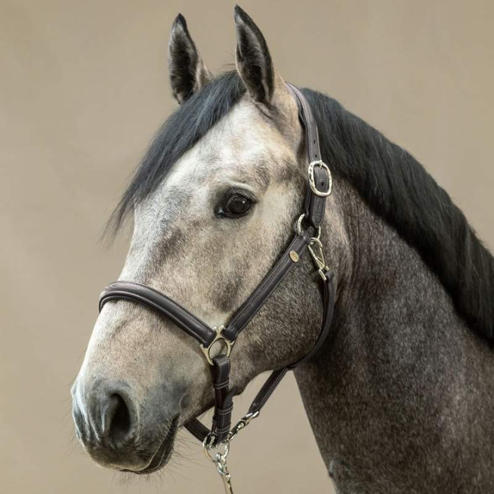 Leren Halster 2-in-1 WC Zwart in de groep Paardenuitrusting / Halsters / Leren Halsters bij Equinest (WO09ASv_r)