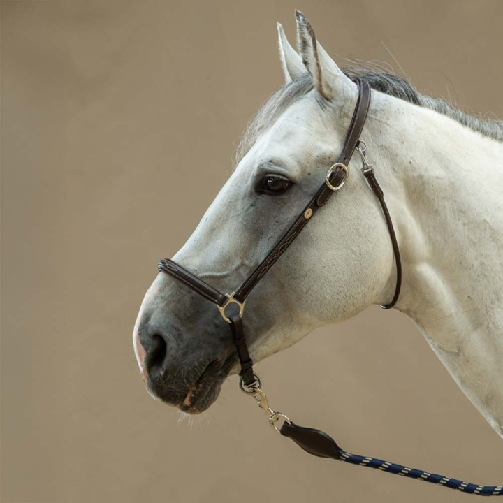 Verzorgingshalster Leather WBD Bruin in de groep Paardenuitrusting / Halsters / Leren Halsters bij Equinest (WO09BBRCBR_r)