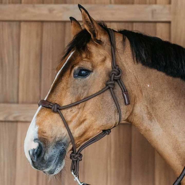 Touwhalster Training WBD Bruin in de groep Paardenuitrusting / Halsters / Touwhalters bij Equinest (WO09CBRCBR_r)
