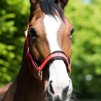 Halster Werano Rood