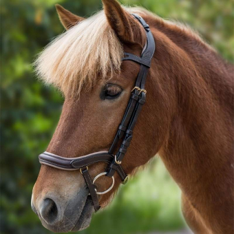 IJslands hoofdstel Anatomic Bruin