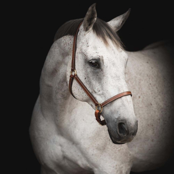 Leren halster Track Supreme Bruin