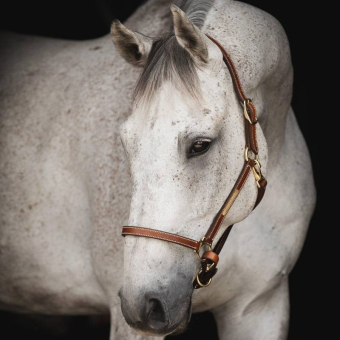 Leren halster Track Supreme Bruin