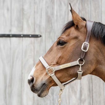 Halster Anatomic Nylon Beige