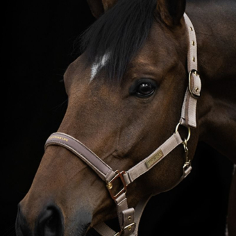 Halster HS Equestrian Life Beige
