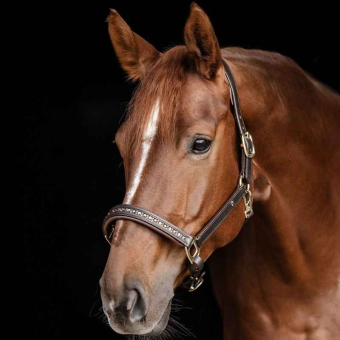 Leren halster Crystal X-Line Bruin