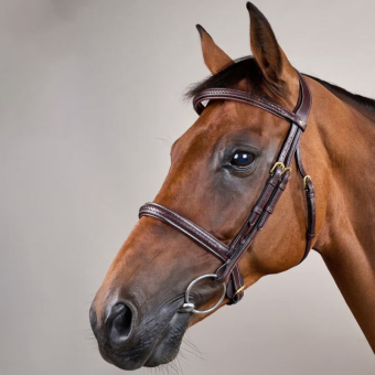 Hoofdstel zonder Sperriem Plaited Dyon Collection Bruin
