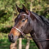 Hoofdstel Bitloos LCC Bruin Hoofdstel Bitloos LCC Bruin