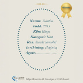 Stokpaard Valentino Stokpaard Valentino