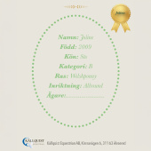 Stokpaard Joline Stokpaard Joline