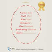 Stokpaard Skylar Stokpaard Skylar