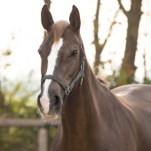 Halster Slide Grijs Halster Slide Grijs