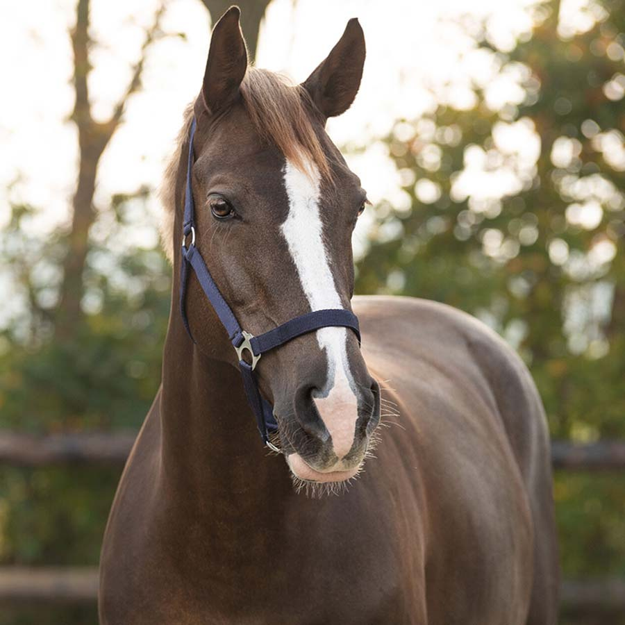 Halster Slide Marineblauw