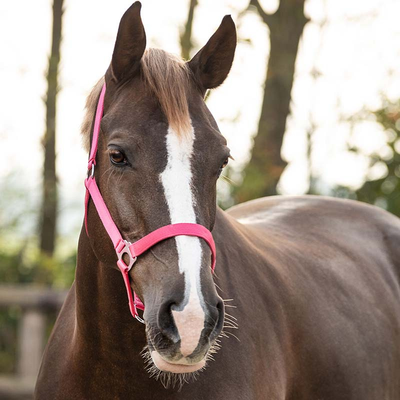 Halster Slide Fuchsia