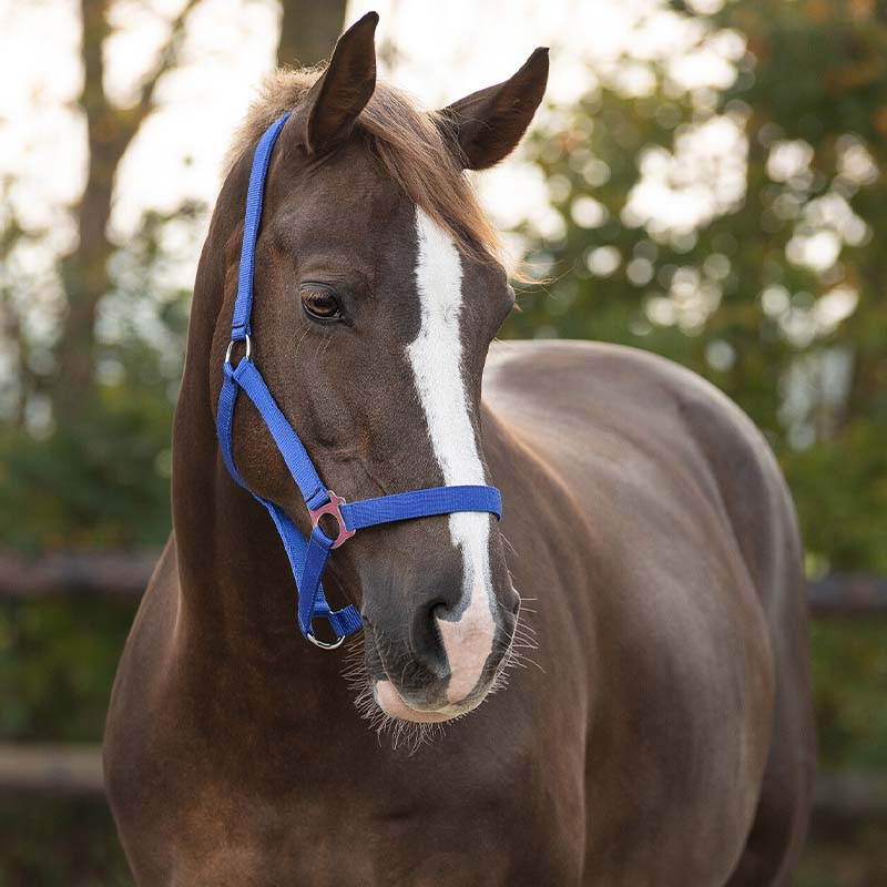 Halster Slide Blauw